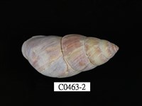 藏品(長蝸牛)的圖片